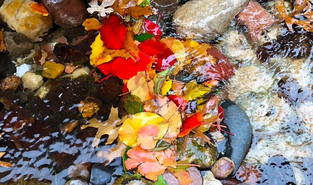 colorful autumn leaves caught on rocks in a stream