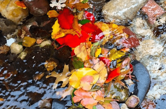 Vibrant autumn leaves in red, yellow, and orange float atop gently rippling water, surrounded by smooth stones, creating a serene natural scene.