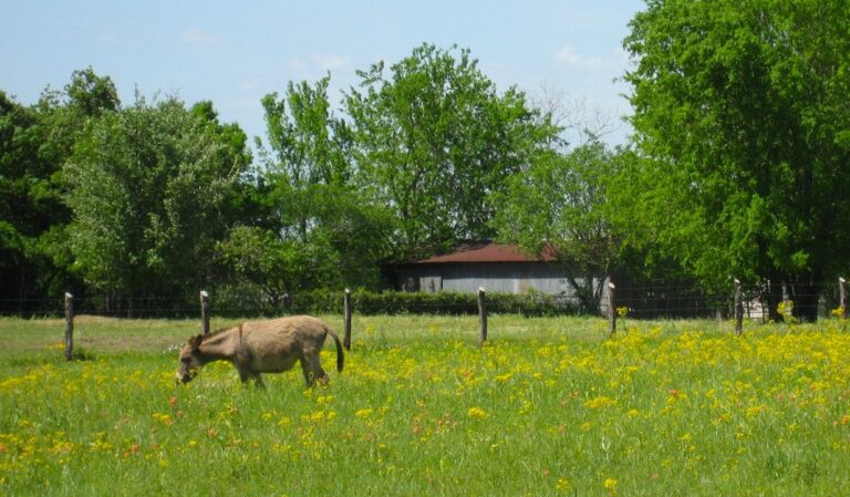 burro in field in Washington on the Brazos, Texas