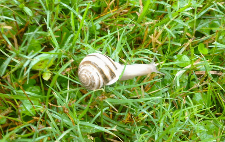 Snail in grass photo by Kay Bell